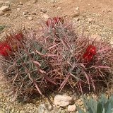 Ferocactus gracilis v. coloratus Dscf0642.jpg